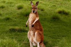 สัตว์มีกระเป๋าหน้าท้องบางชนิดของออสเตรเลีย: รายการและลักษณะ